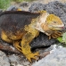 iguana_land_spz_h_0089_ecu1786.jpg